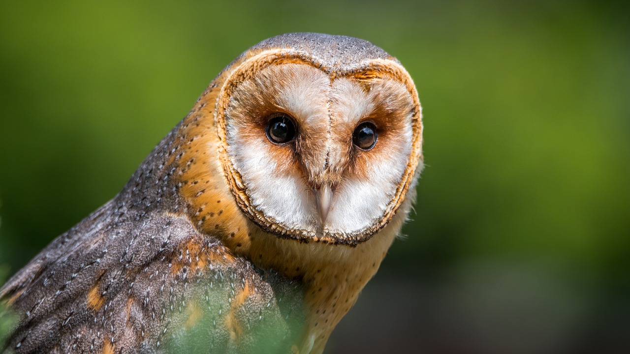 Image - barn owl bird predator beak owl