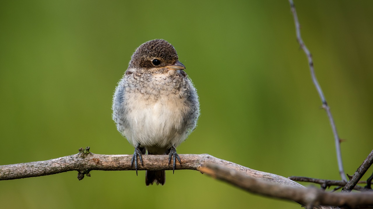 Image - shrike general cub bird fly nature