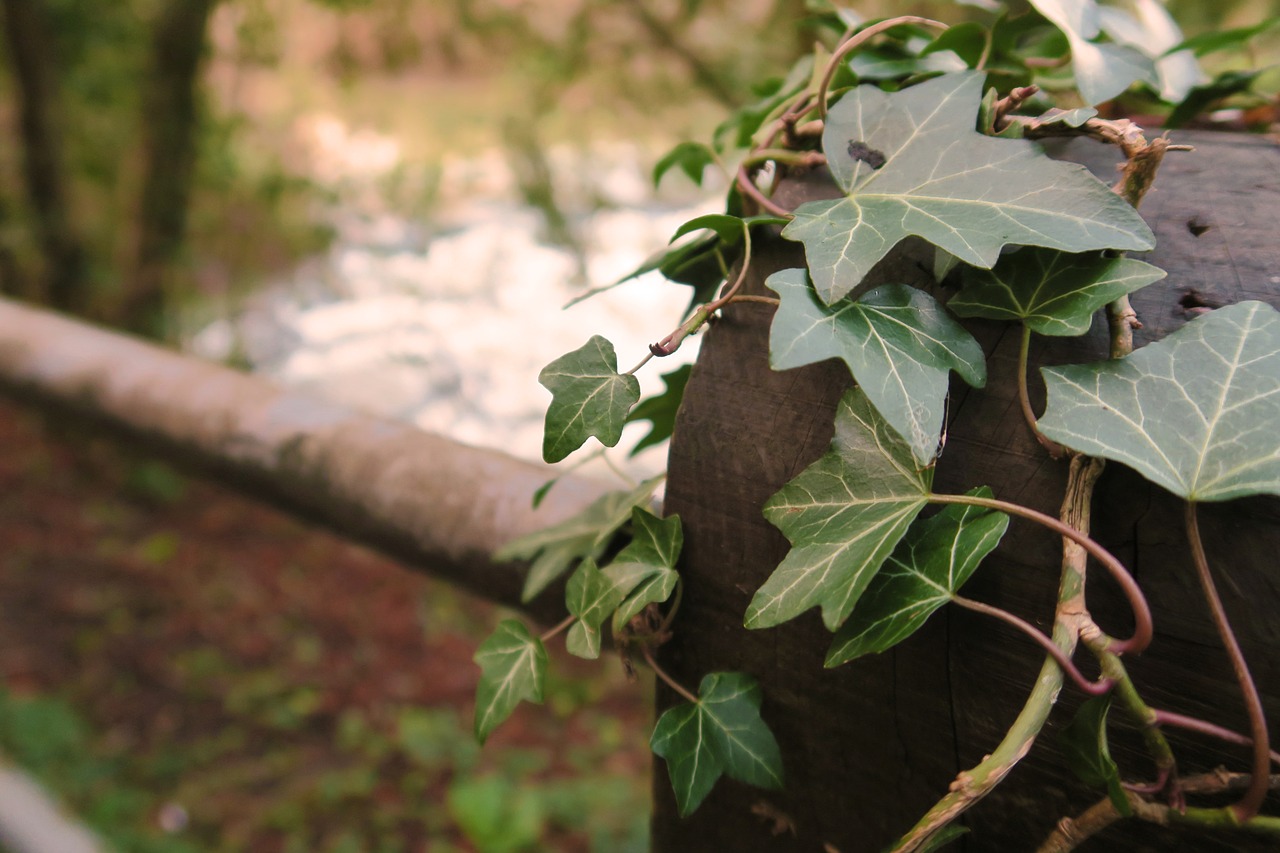 Image - cold winter ivy