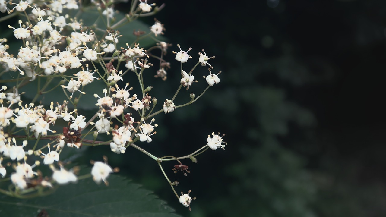 Image - spring elderflower plant