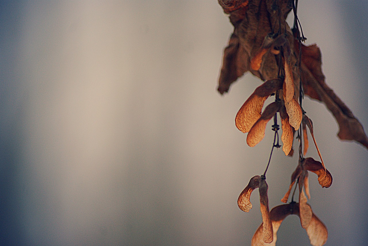 Image - maple tree seeds nature autumn
