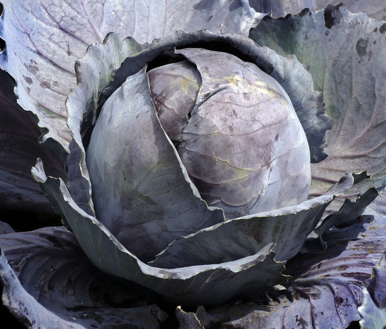 Image - vegetables red cabbage blue cabbage