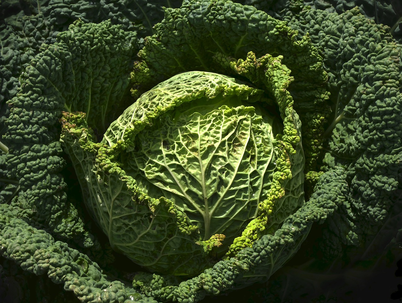 Image - vegetables savoy drop of water