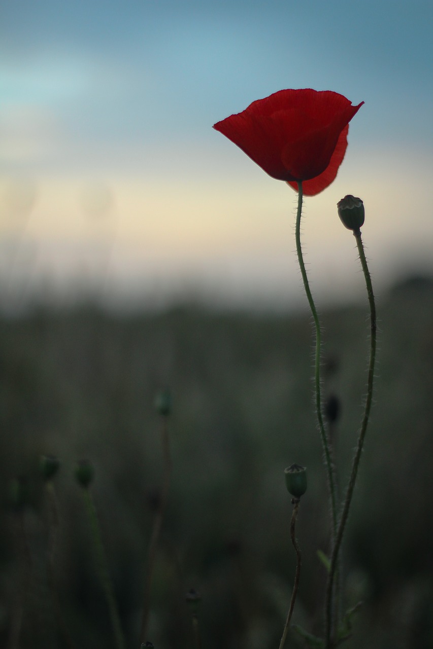 Image - poppy scotland summer nature