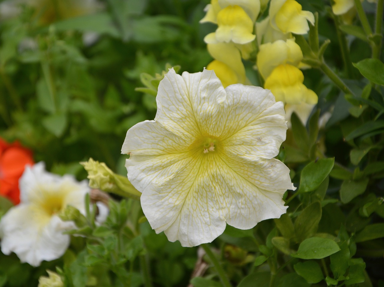 Image - flowers petunia summer flowers