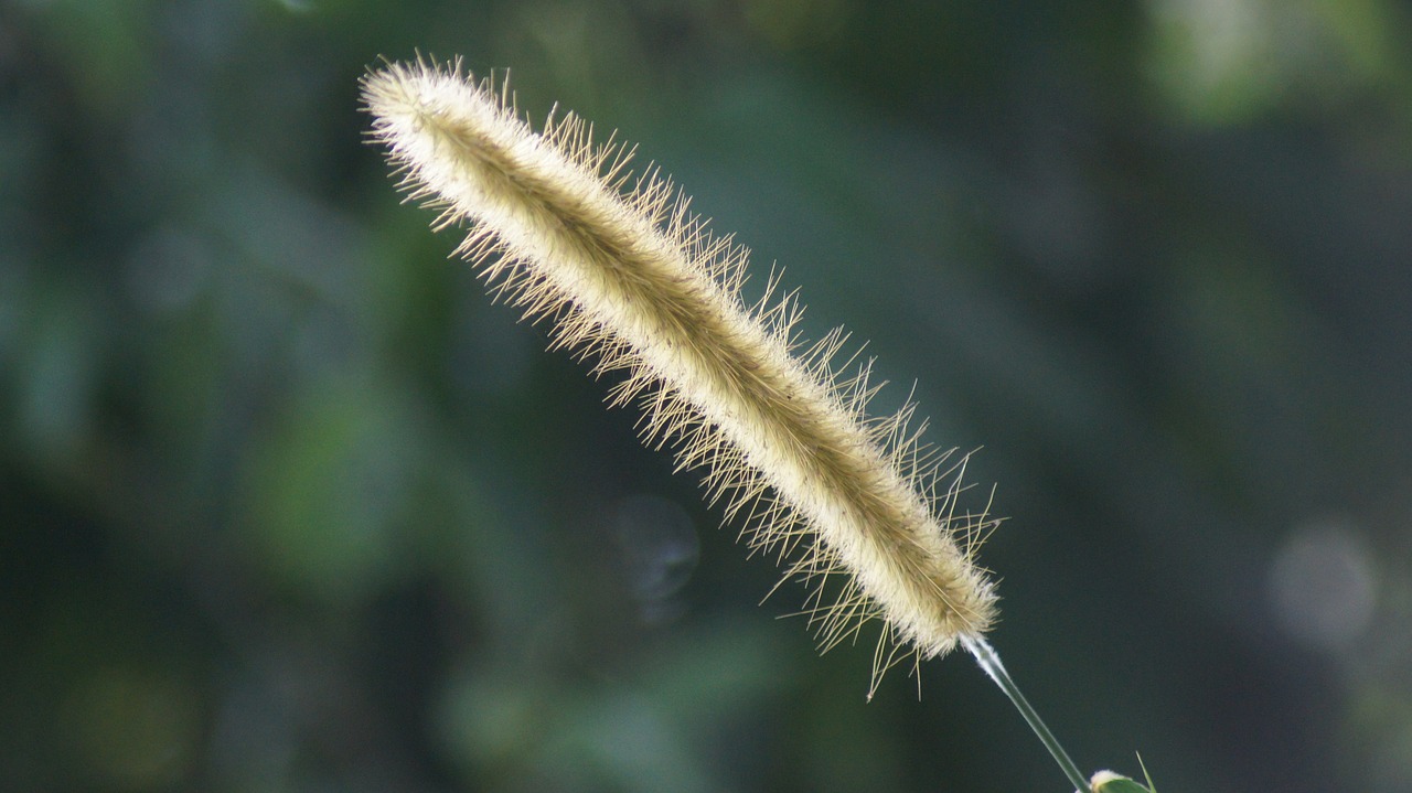 Image - nature spike weed wild