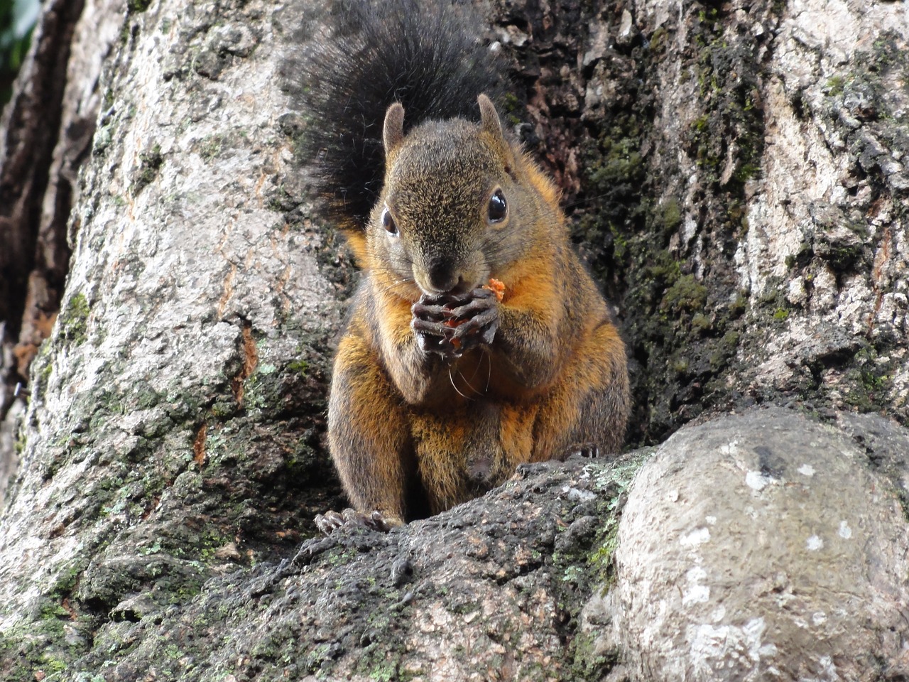 Image - squirrel eat colombia