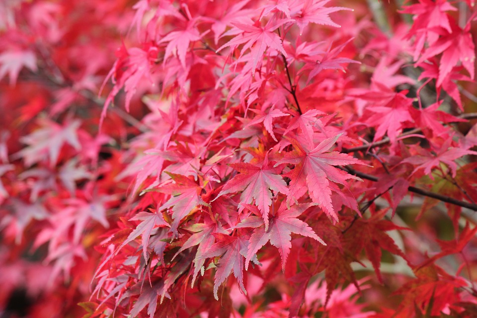 Image - autumn fall nature season red