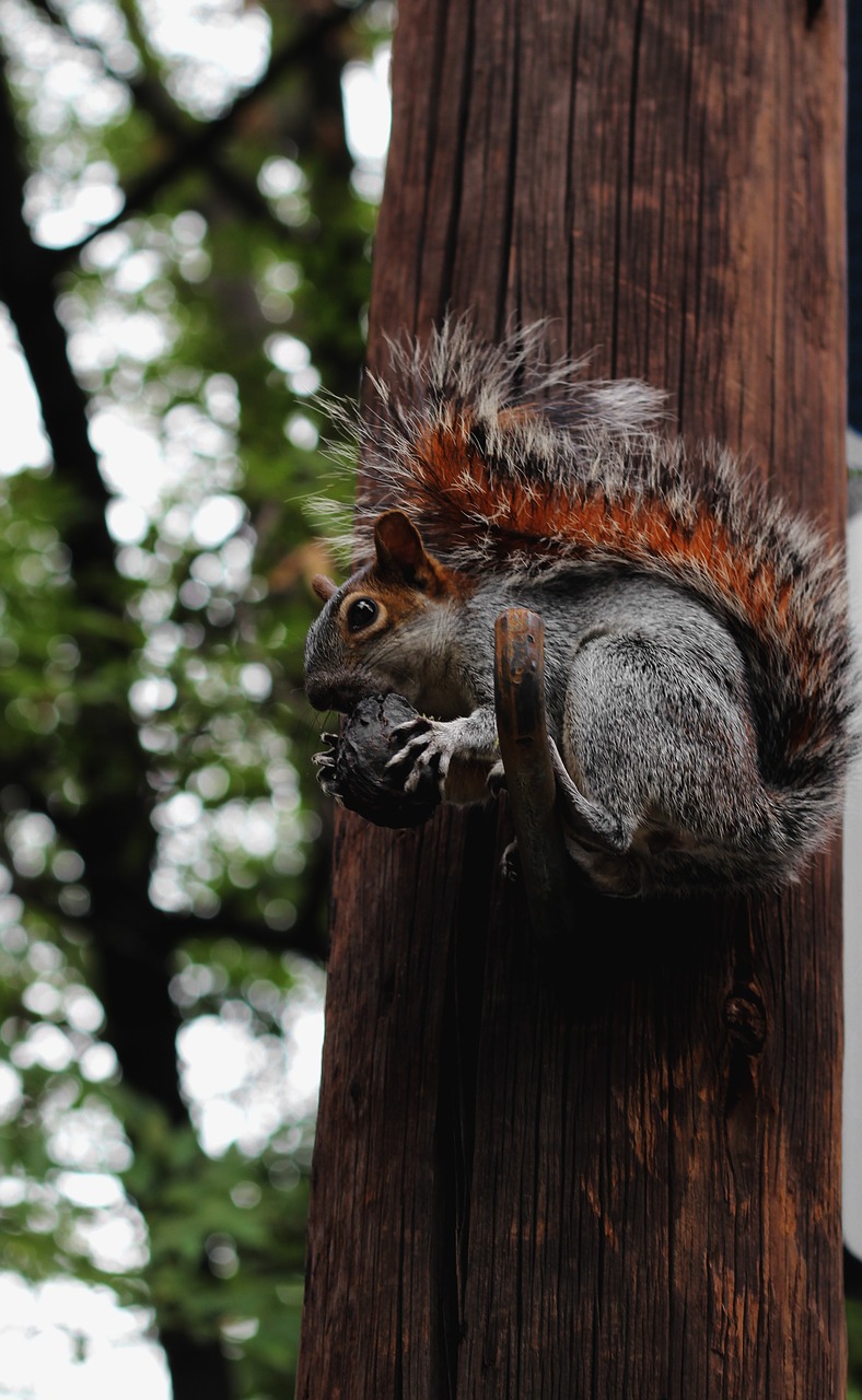 Image - squirrel mexico city socket