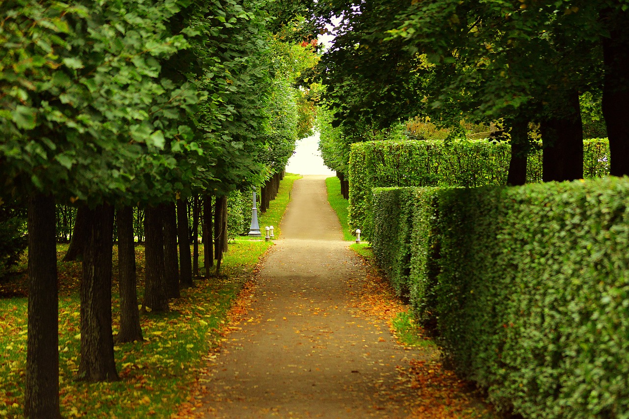 Image - walkway trimmed bushes trees