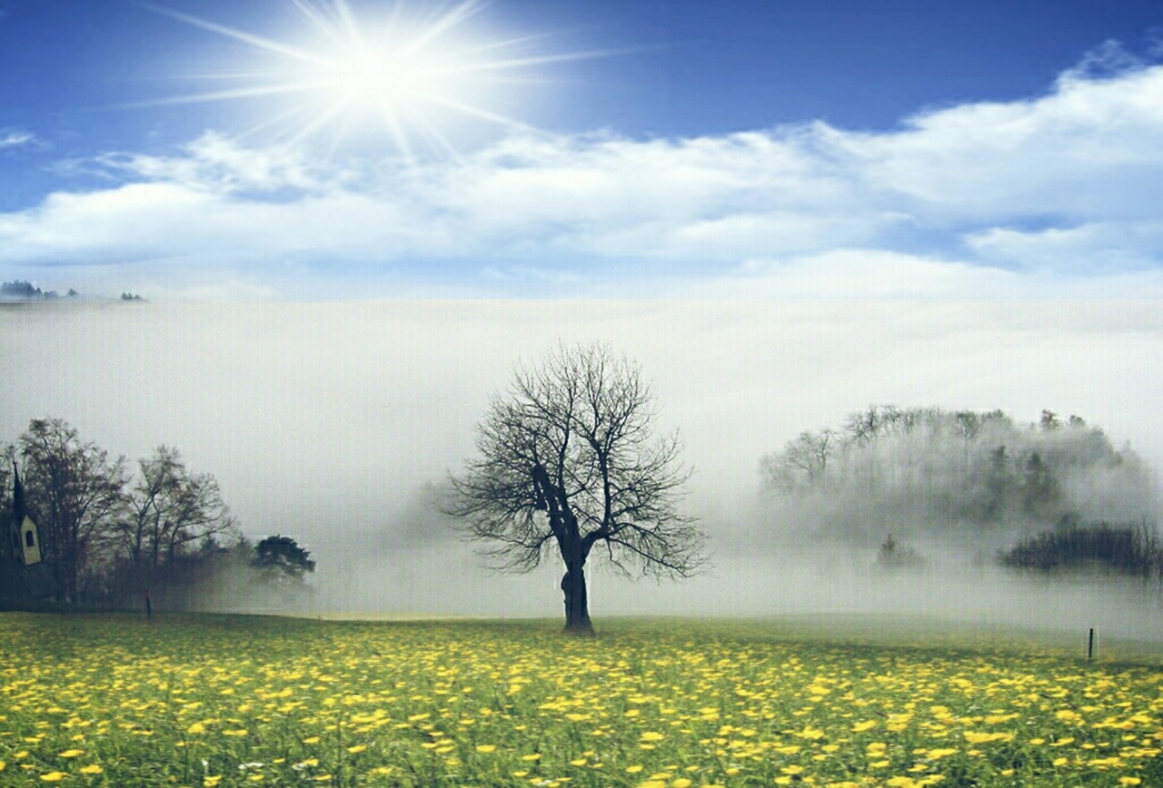 Image - meadow fog trees sun