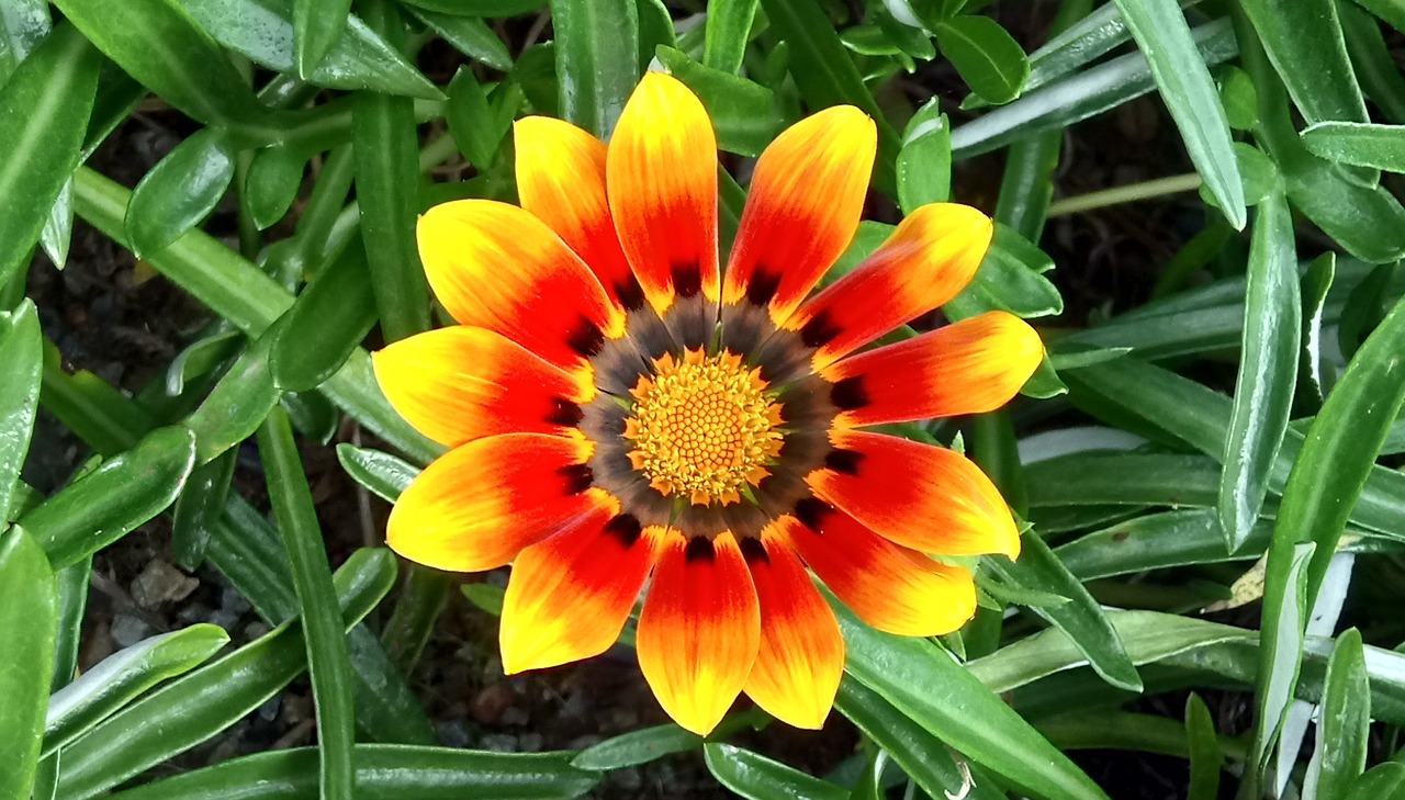 Image - gazania flower golden red bright