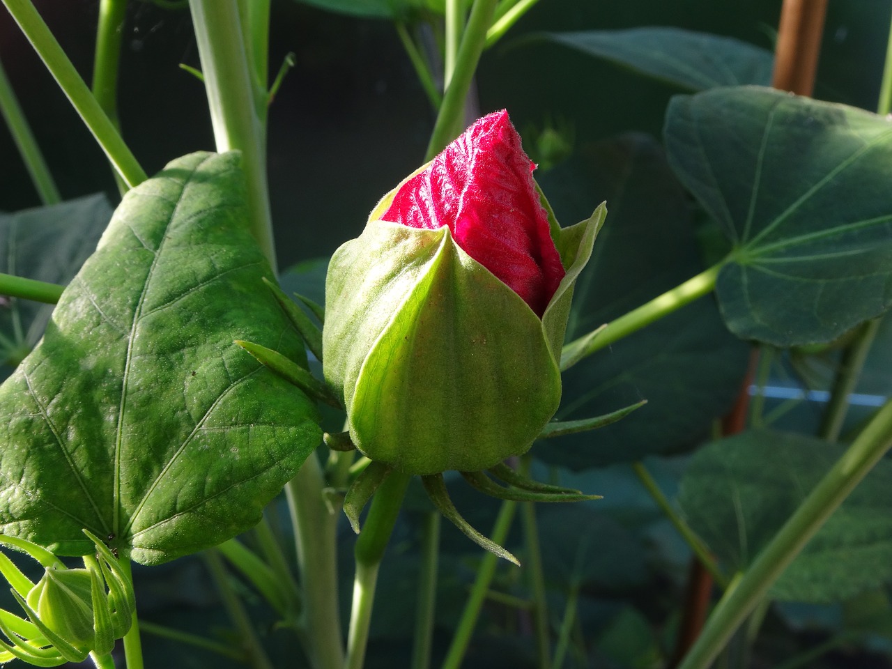 Image - hibiscus pink flower knob
