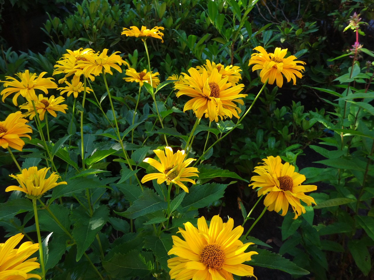 Image - coneflower flower yellow brown eye