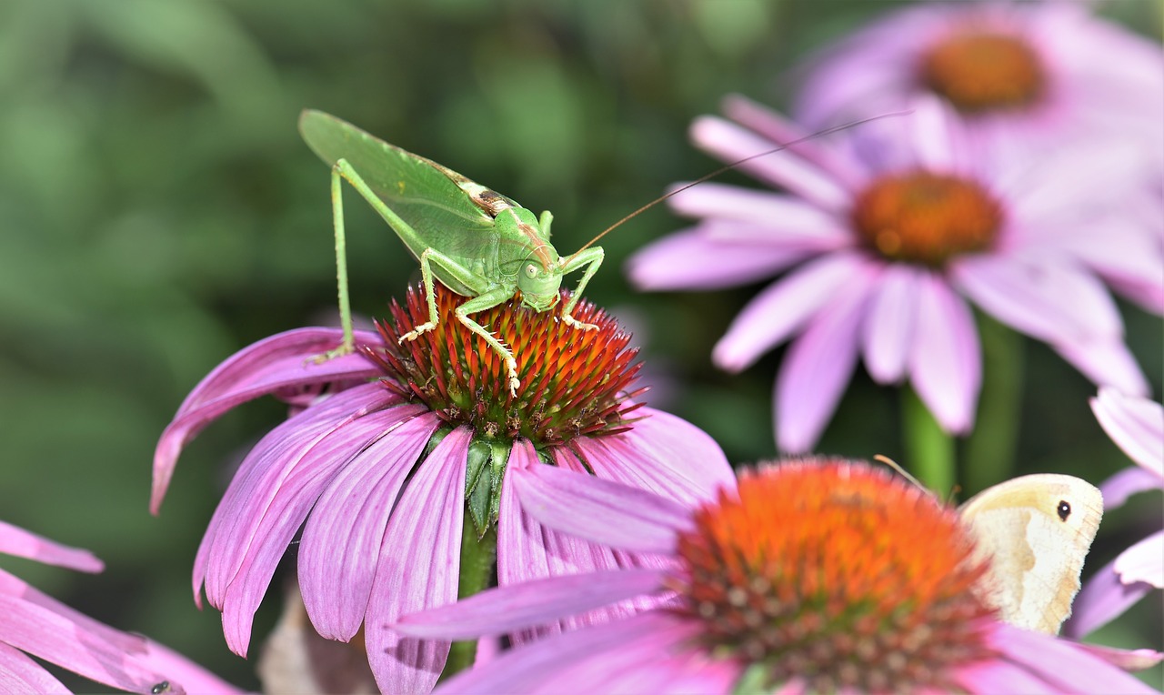 Image - grasshopper insect animal green