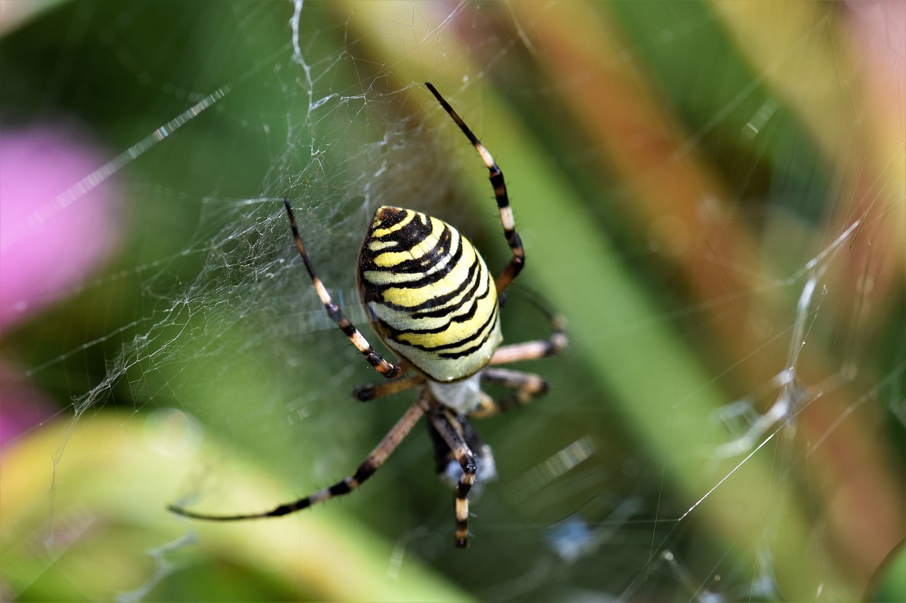 Image - wasp spider spider black yellow