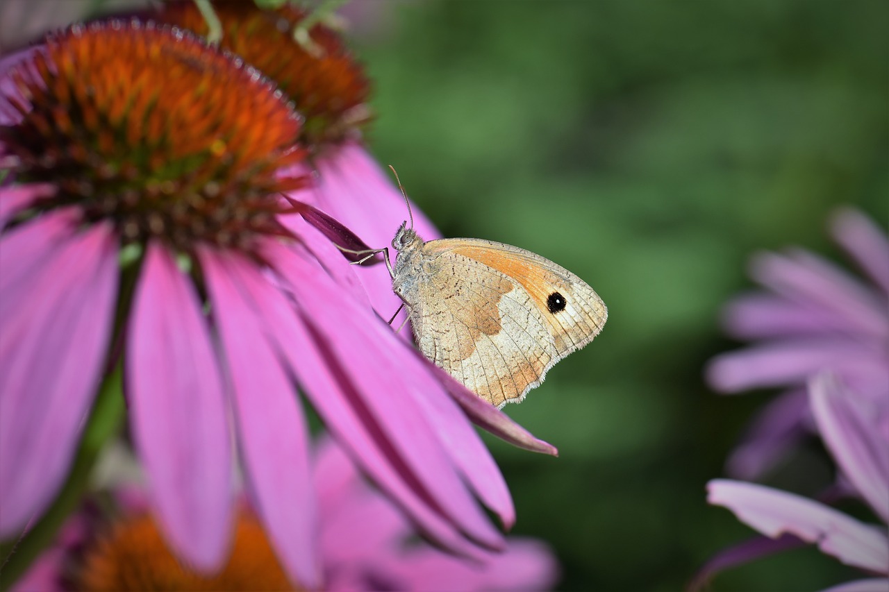 Image - butterfly animal insect nature