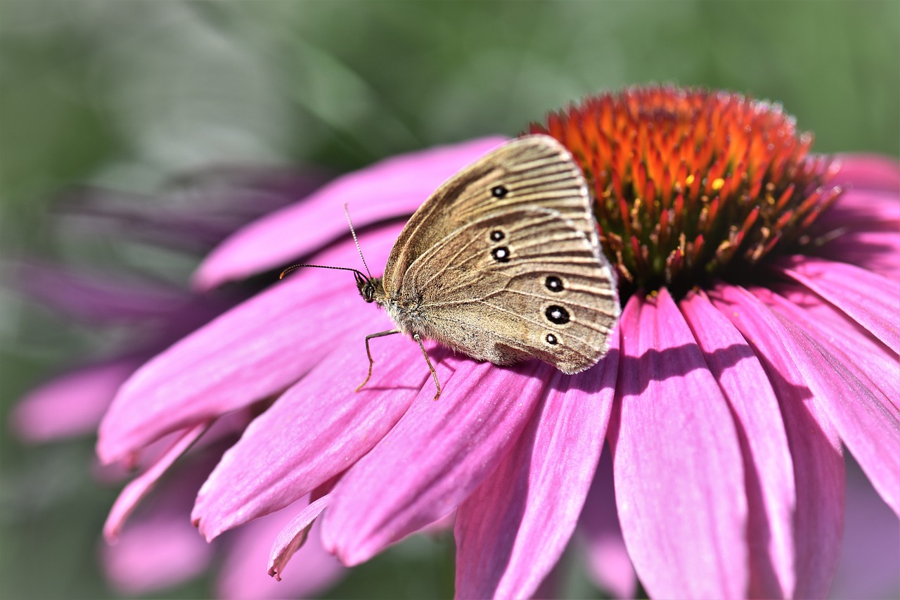 Image - butterfly animal insect nature