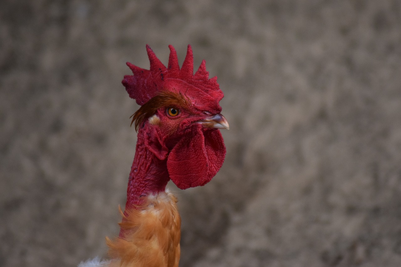 Image - cock hen gite in rural normandy