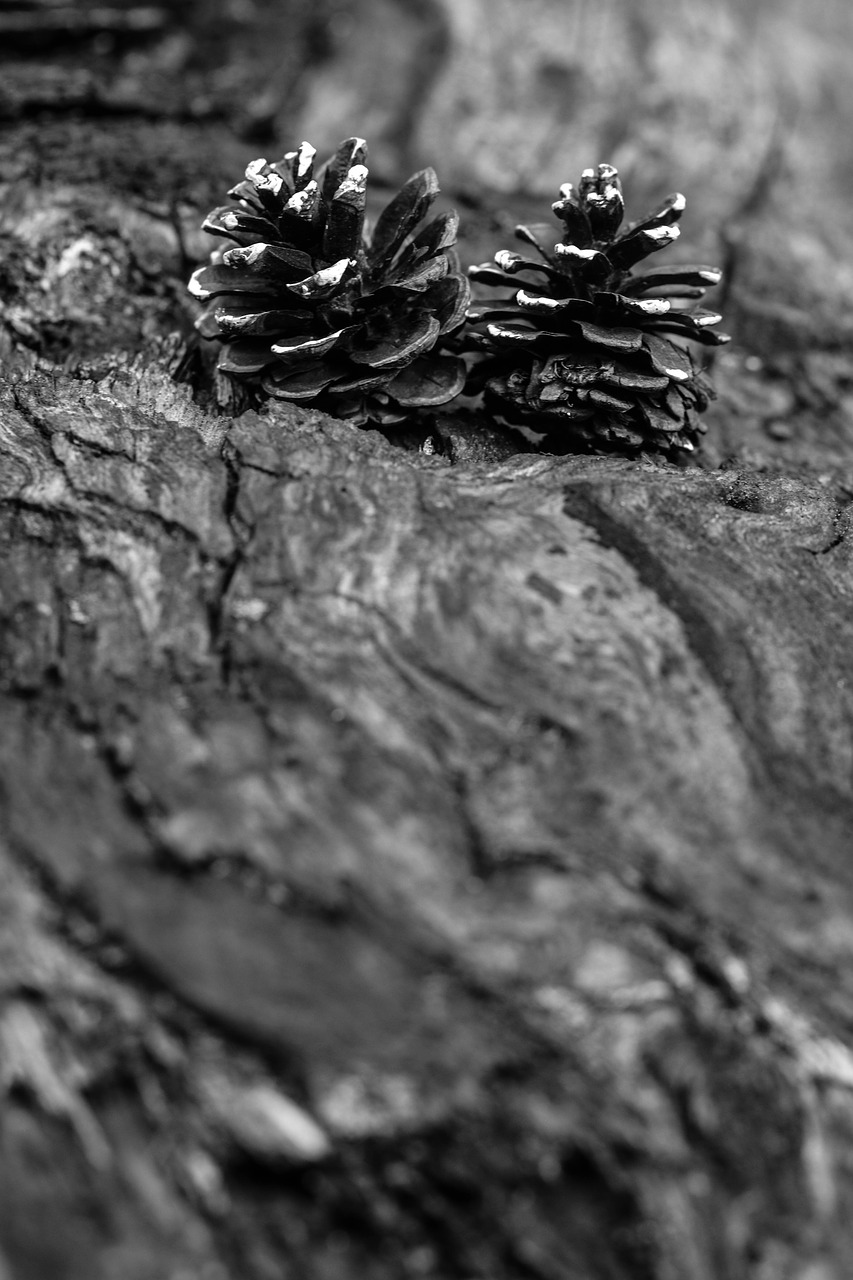 Image - pinecone wood nature