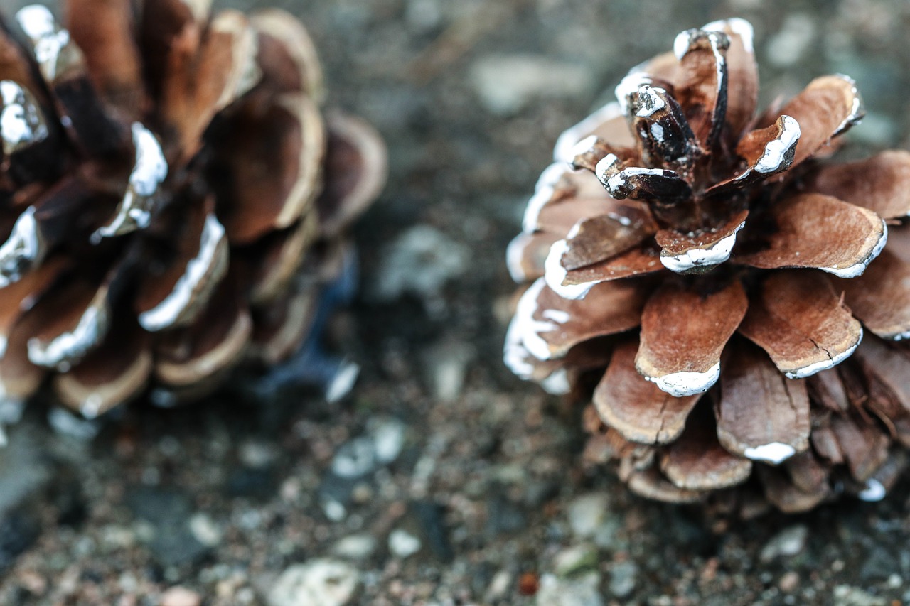Image - pinecone nature macro