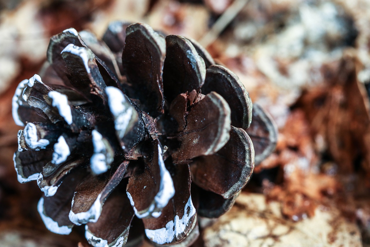 Image - pinecone nature macro