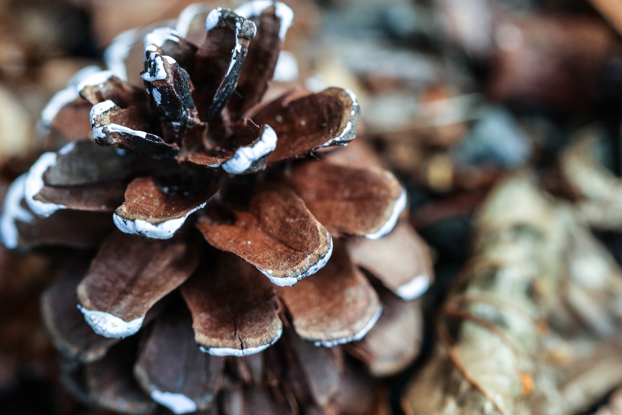 Image - pinecone nature macro