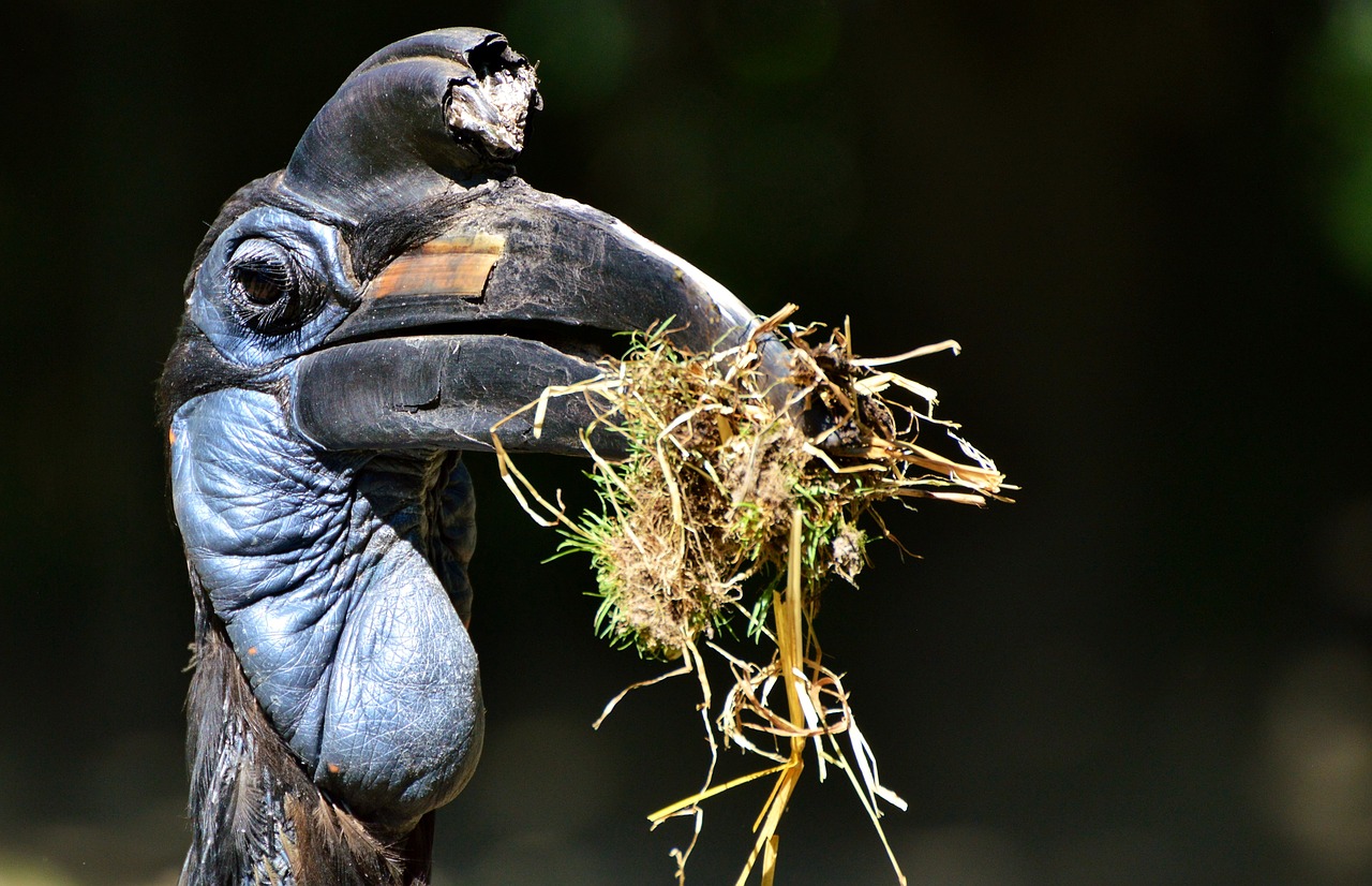 Image - ground hornbill raven hornbill