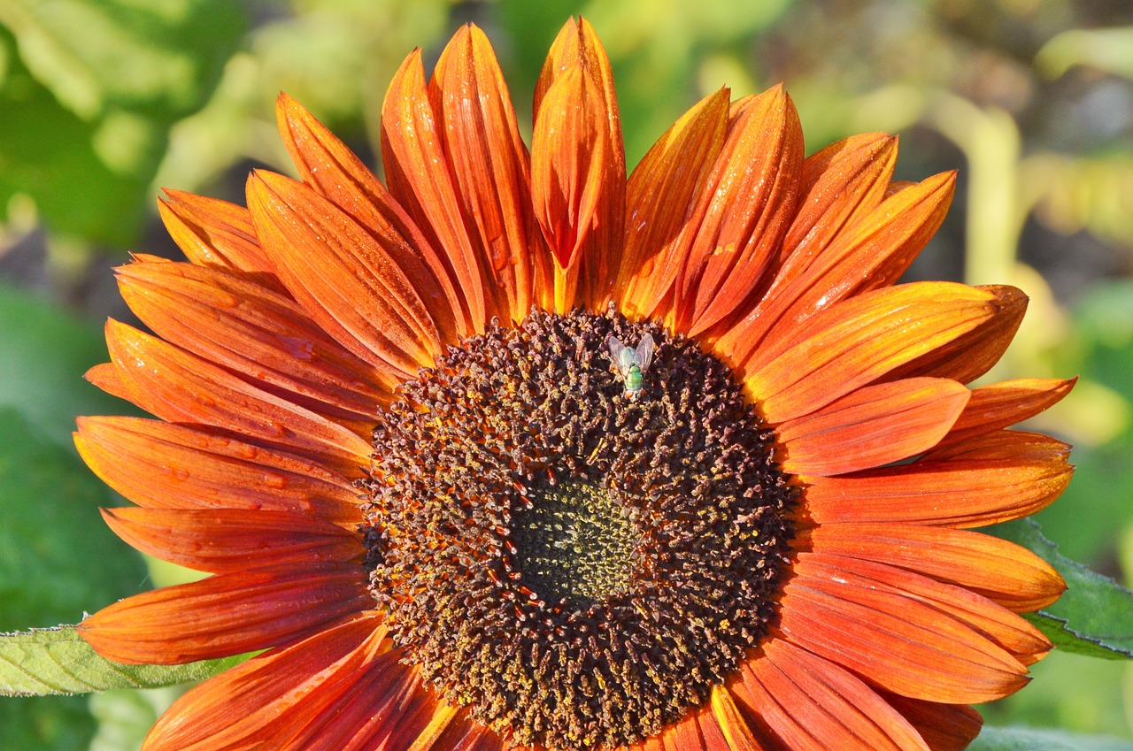 Image - sun flower fly plant yellow flowers