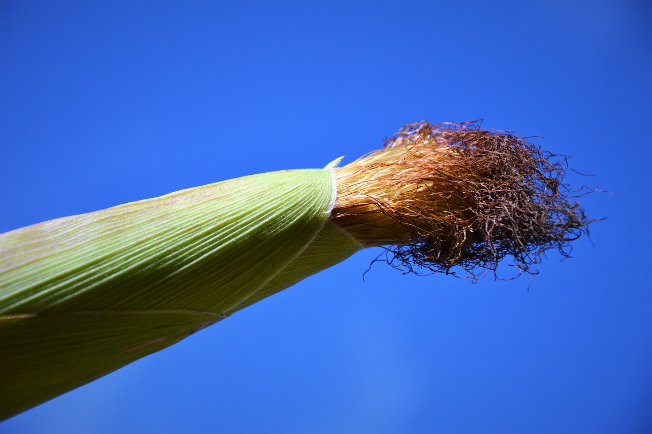Image - corn corn on the cob vegetables