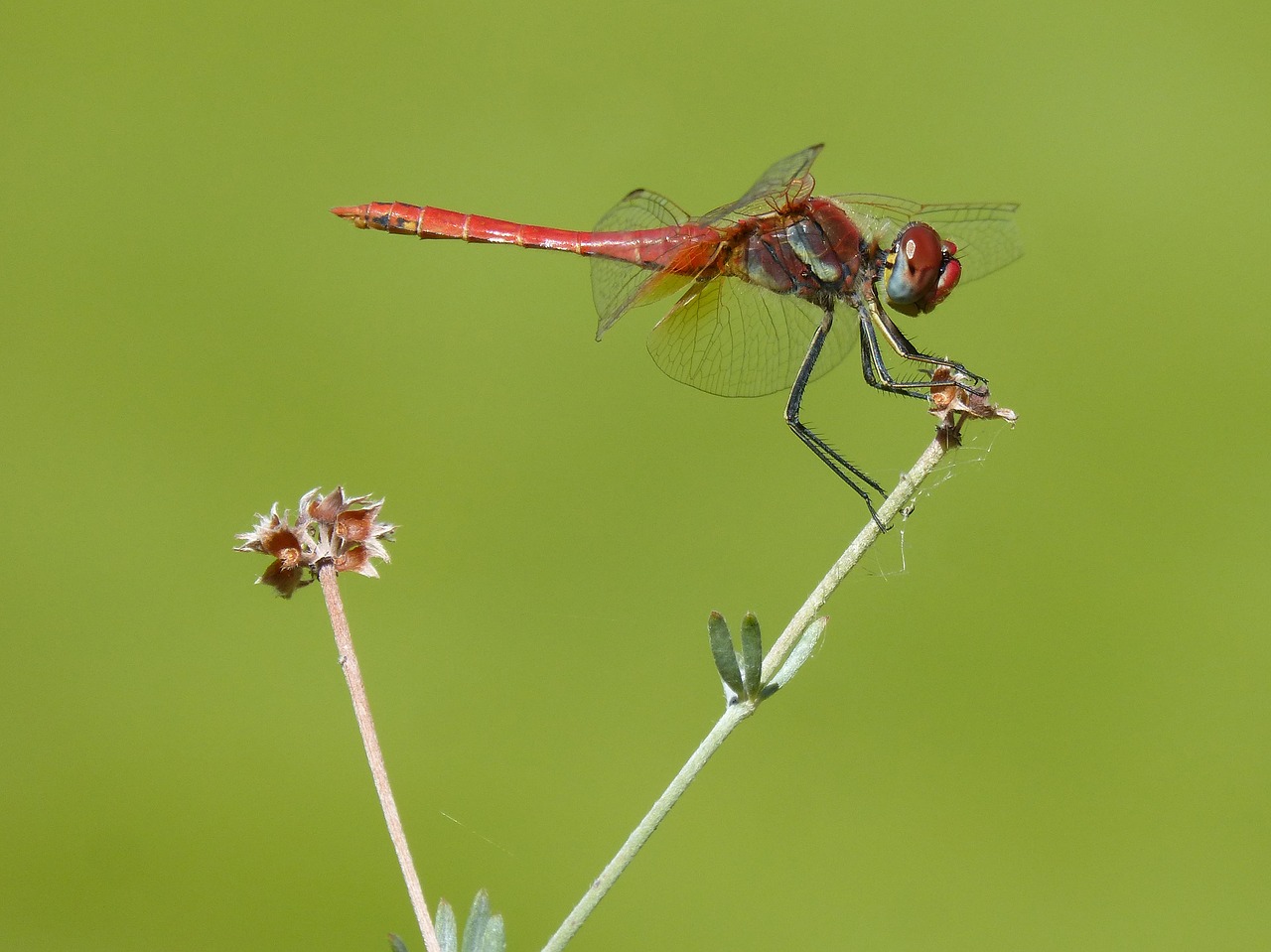 Image - red dragonfly branch greenery