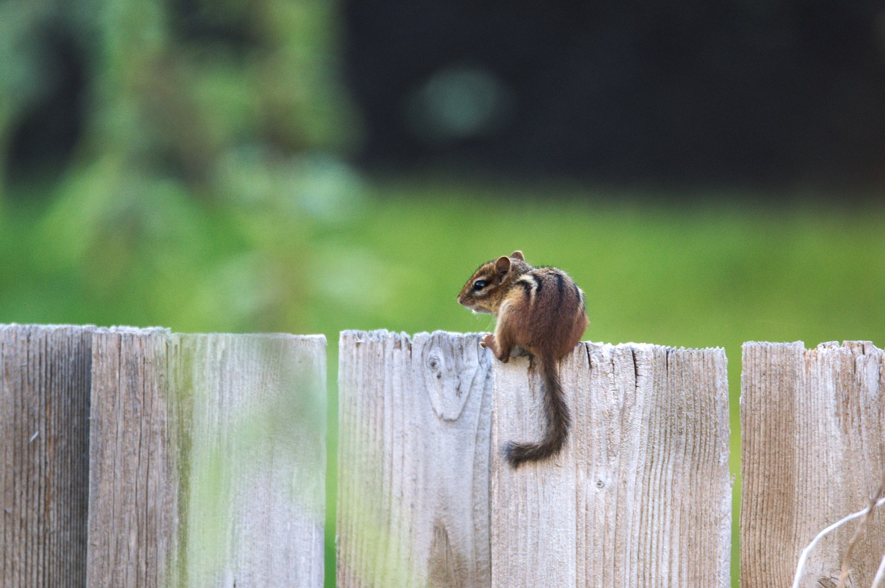 Image - chipmunk nature small