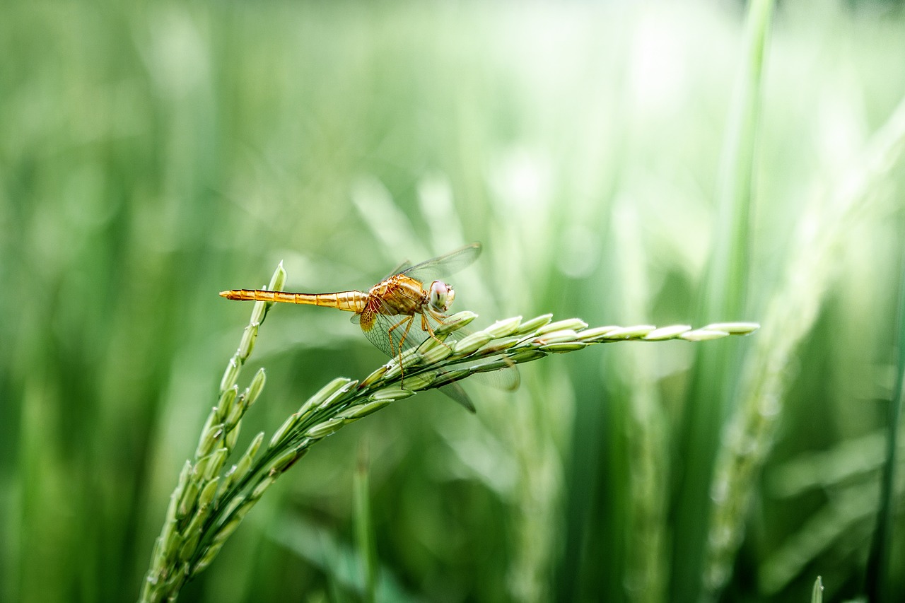 Image - dragonfly grain green peaceful