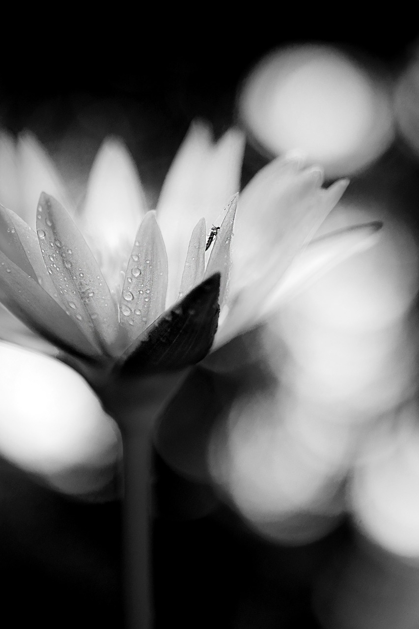 Image - waterlily macro flower petal