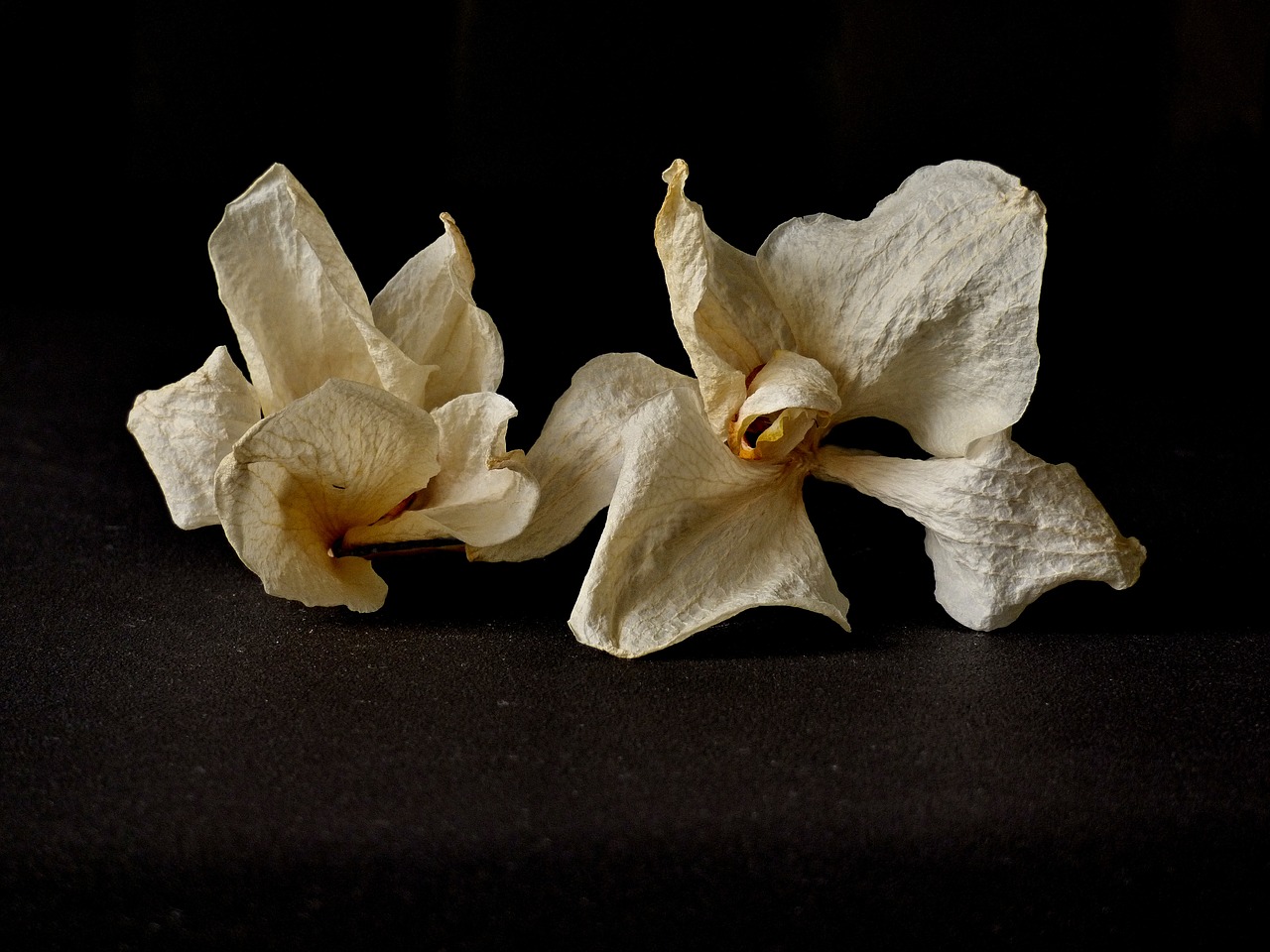 Image - orchid dry flower