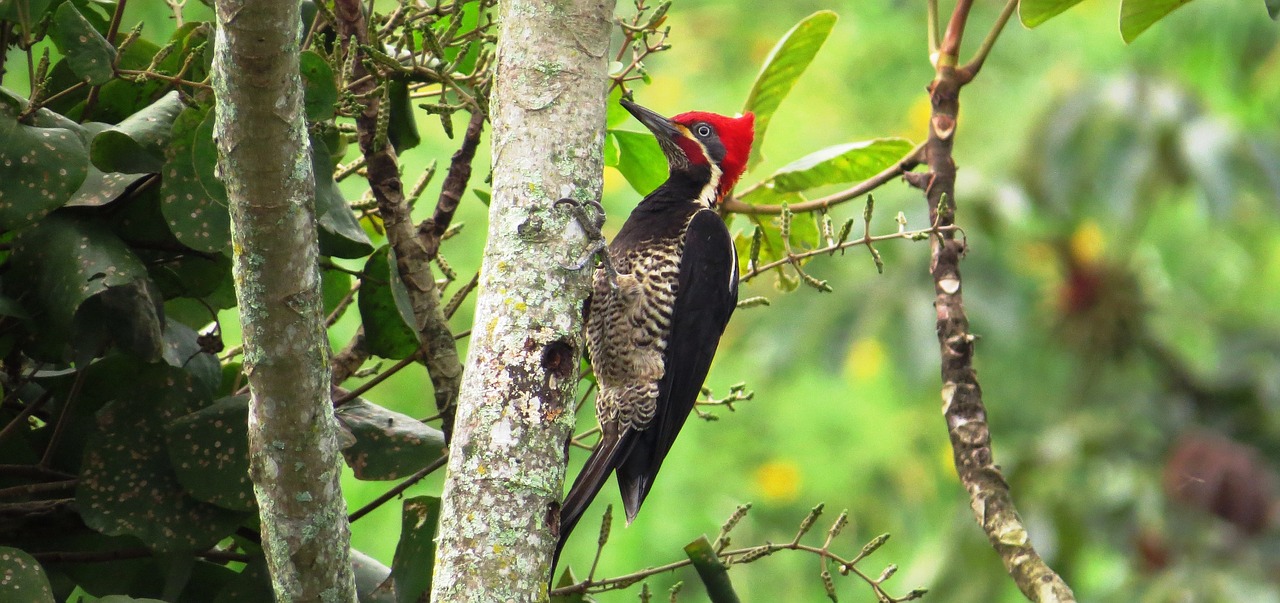 Image - nature ave carpenter bird