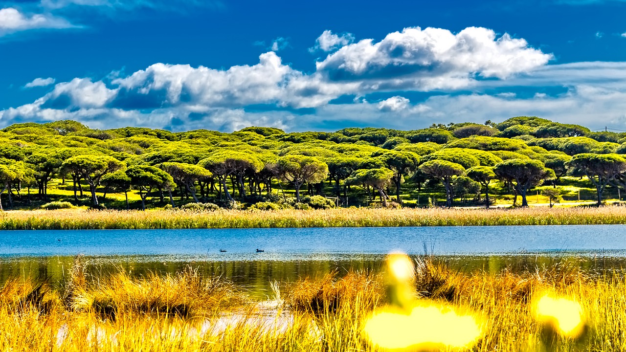 Image - river delta mangrove