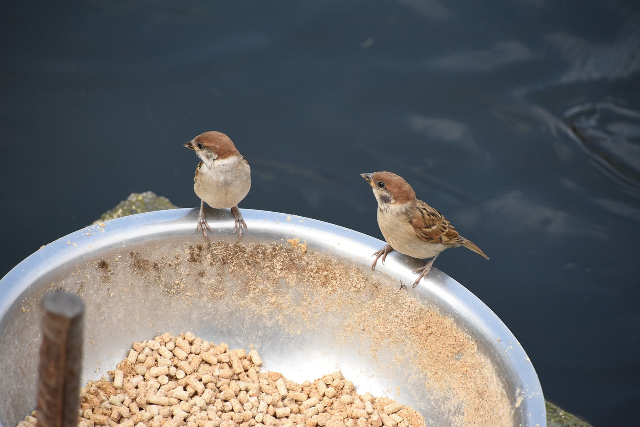Image - animal natural birds food two