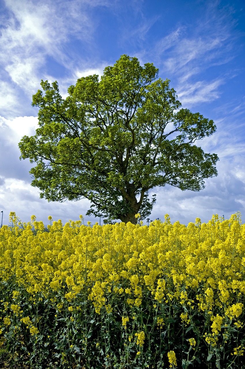 Image - tree field scotland nature