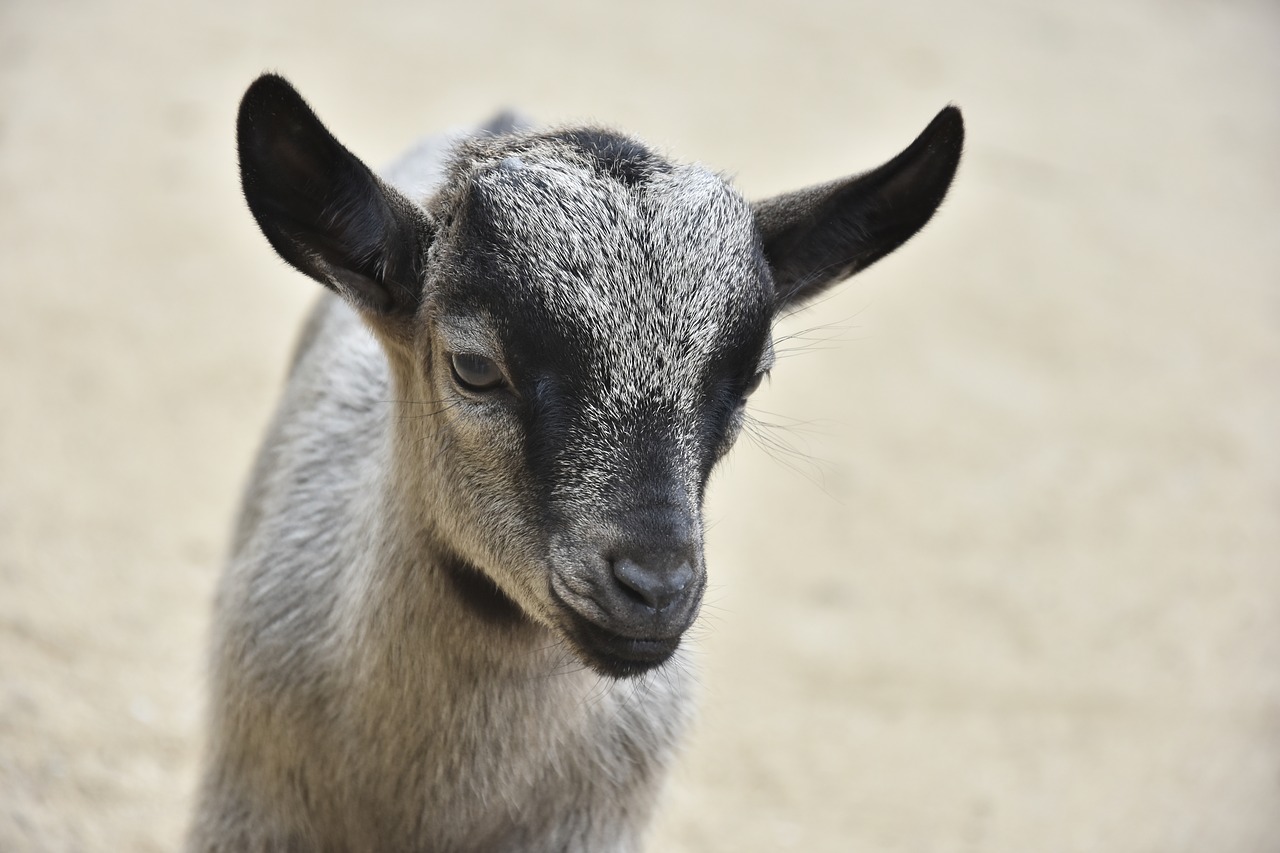 Image - goat zoo animal deer kozička