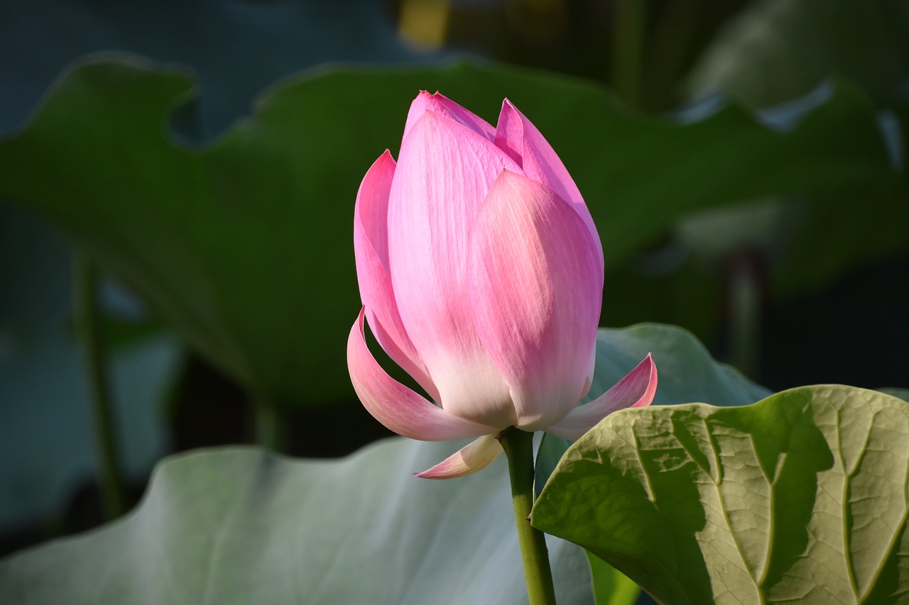 Image - pink lotus bud flower summer