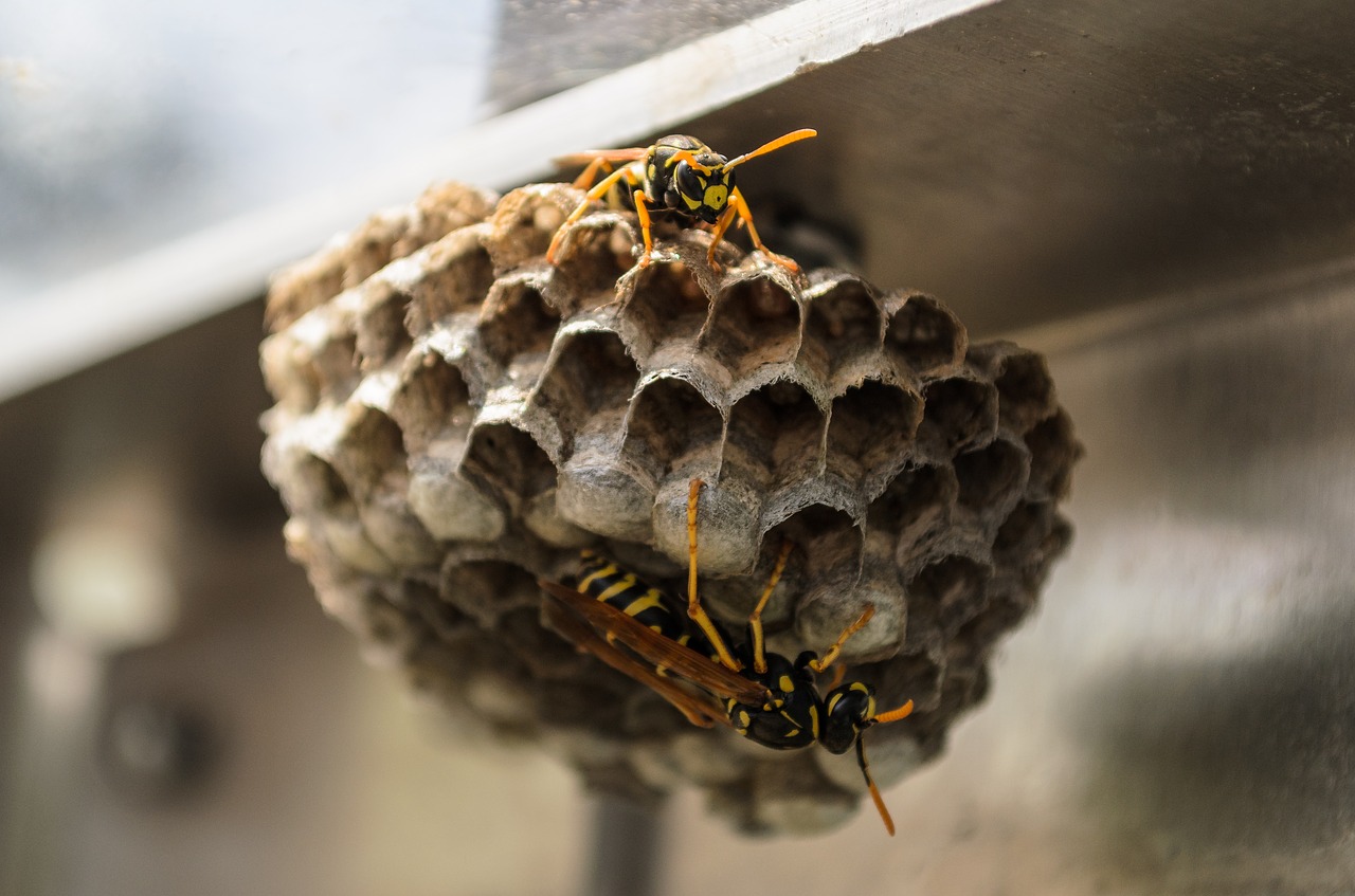 Image - bees nature combs
