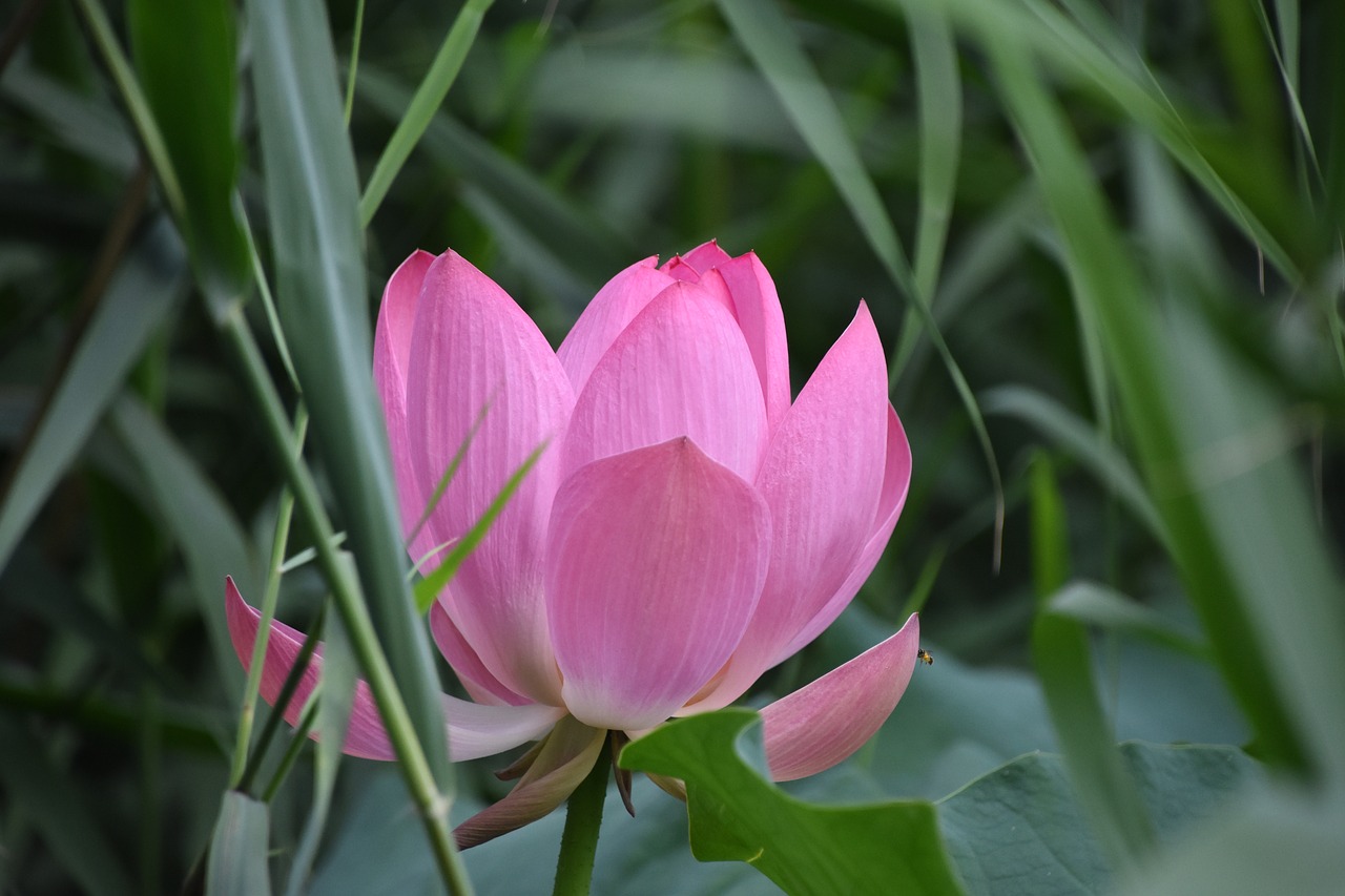 Image - pink lotus flower close up