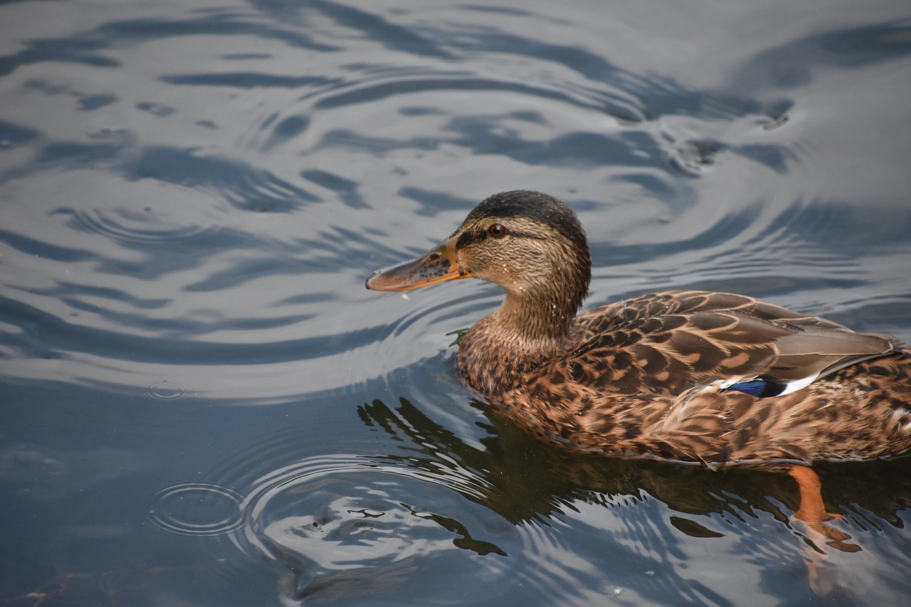 Image - duck close up blue waterfowl