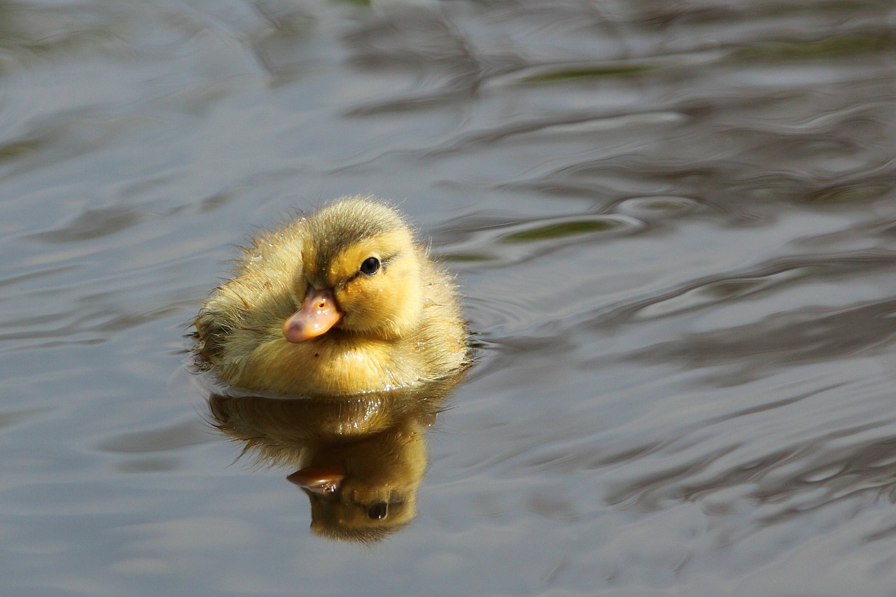 Image - adorable animal baby beak bird