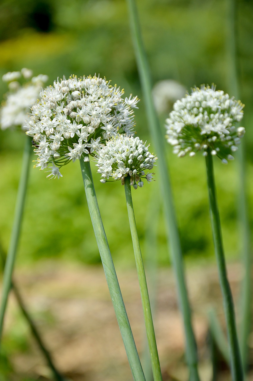 Image - onion summer greens macro