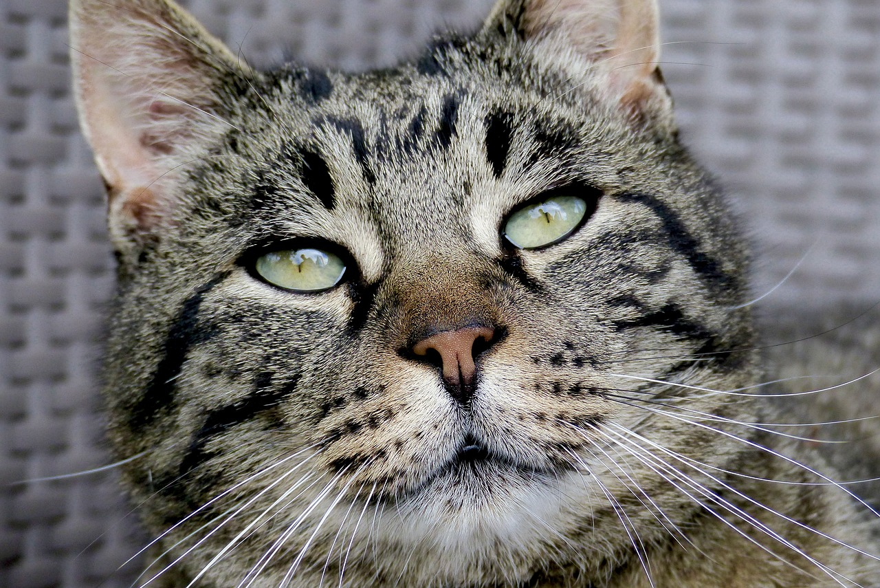 Image - tiger cat face nose eyes moustache