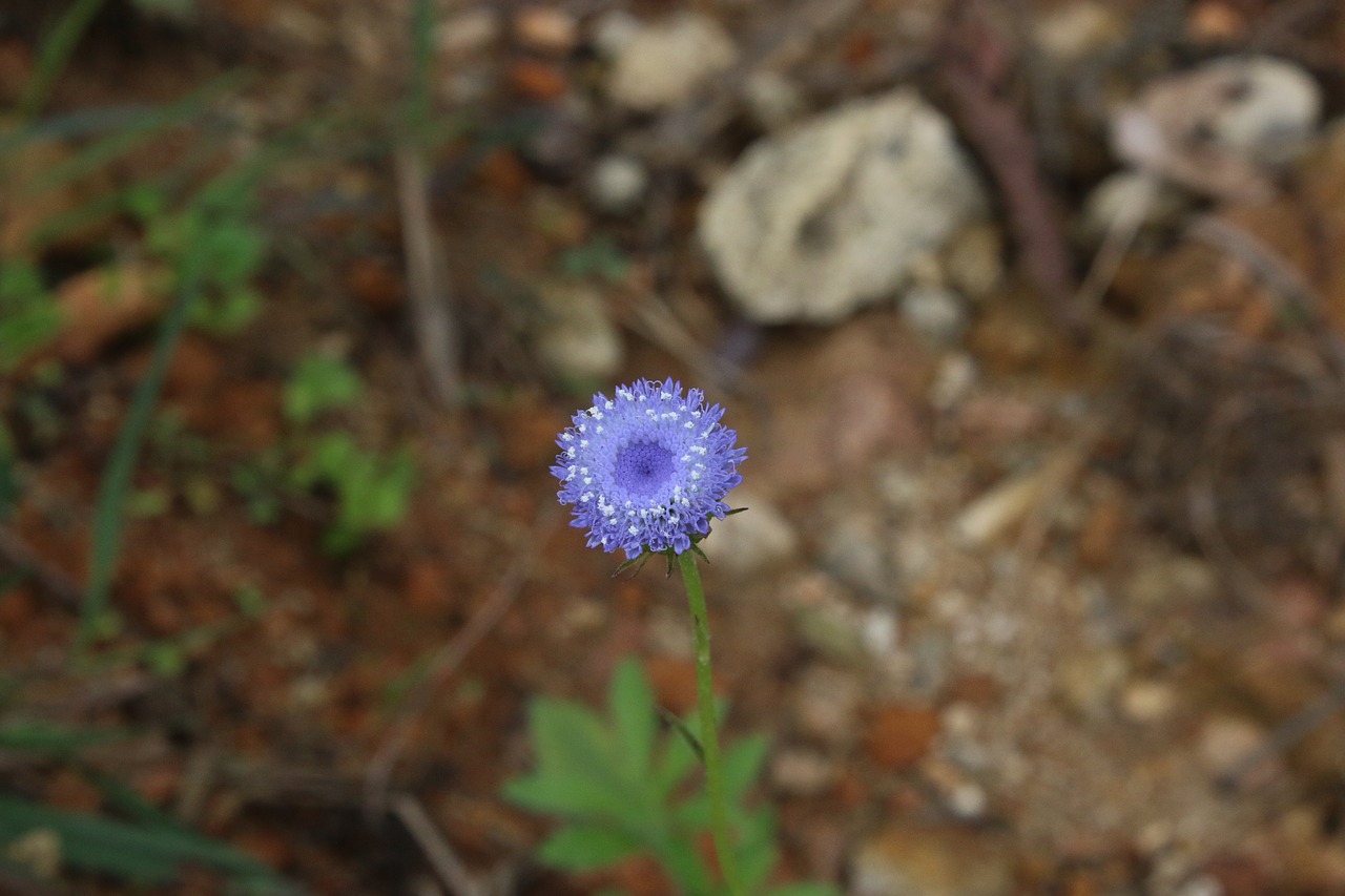 Image - flower violet natural tree beauty