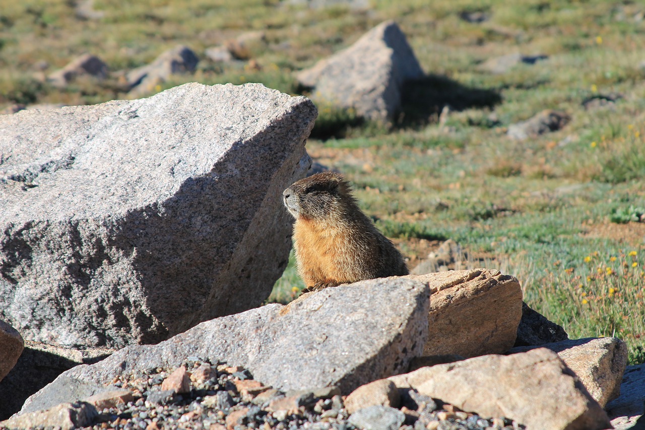 Image - marmot wild mammal rodent wildlife