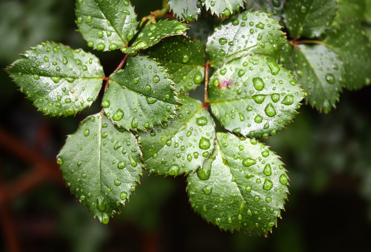 Image - water drop nature water leaf drop